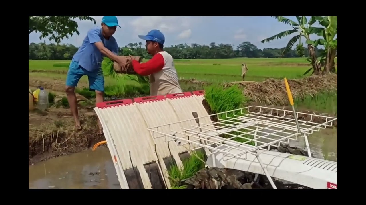 Tanam Padi Menggunakan Ricetransplanter