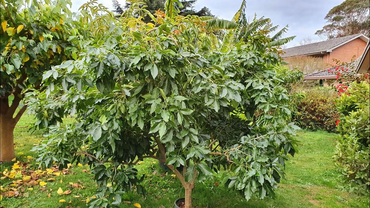 HOW I PRUNE White Sapote Trees For BEST Results ✂️