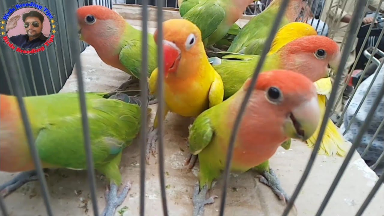 Lovebirds price in Pakistan Olx Sunday Market video - Urdu/Hindi