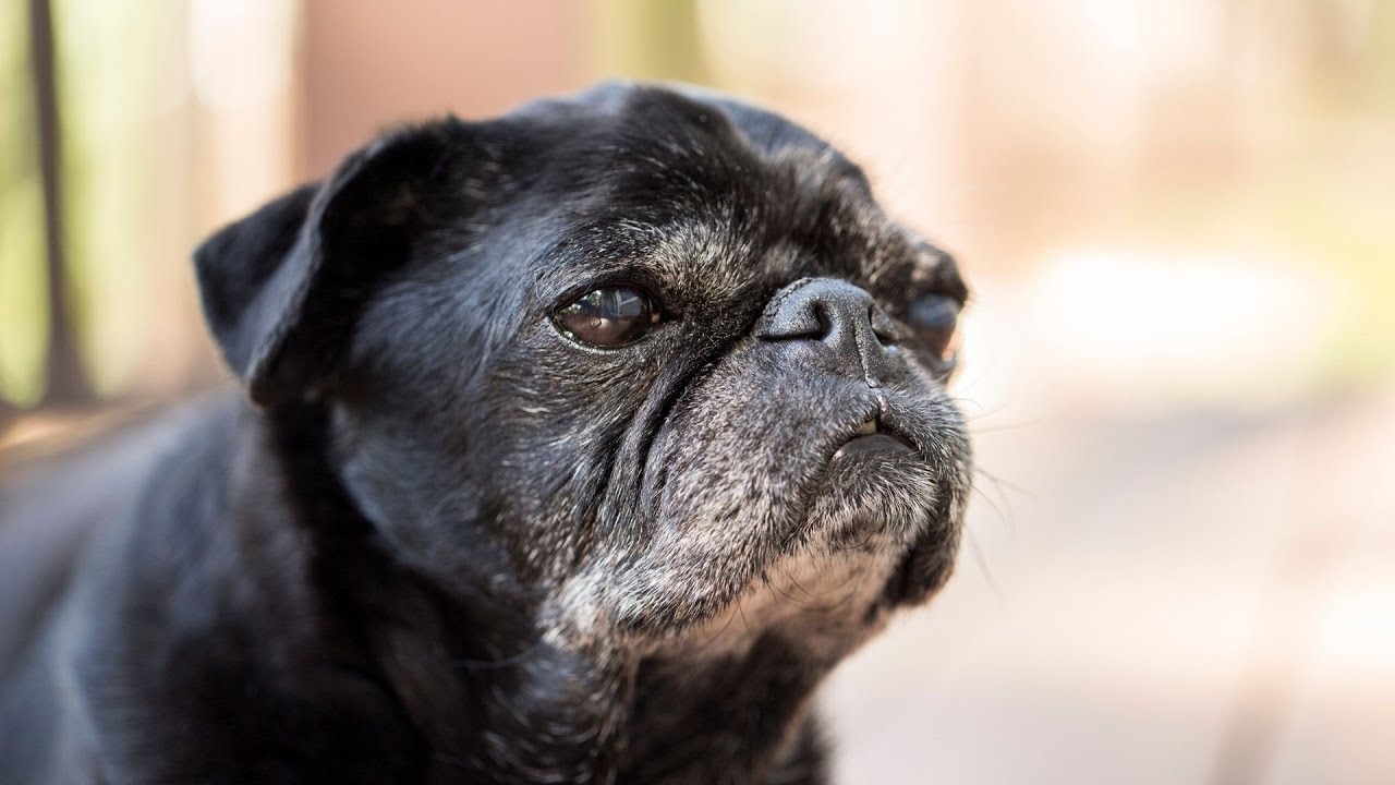 Understanding and Managing Brachycephalic Breathing Problems in Pugs
