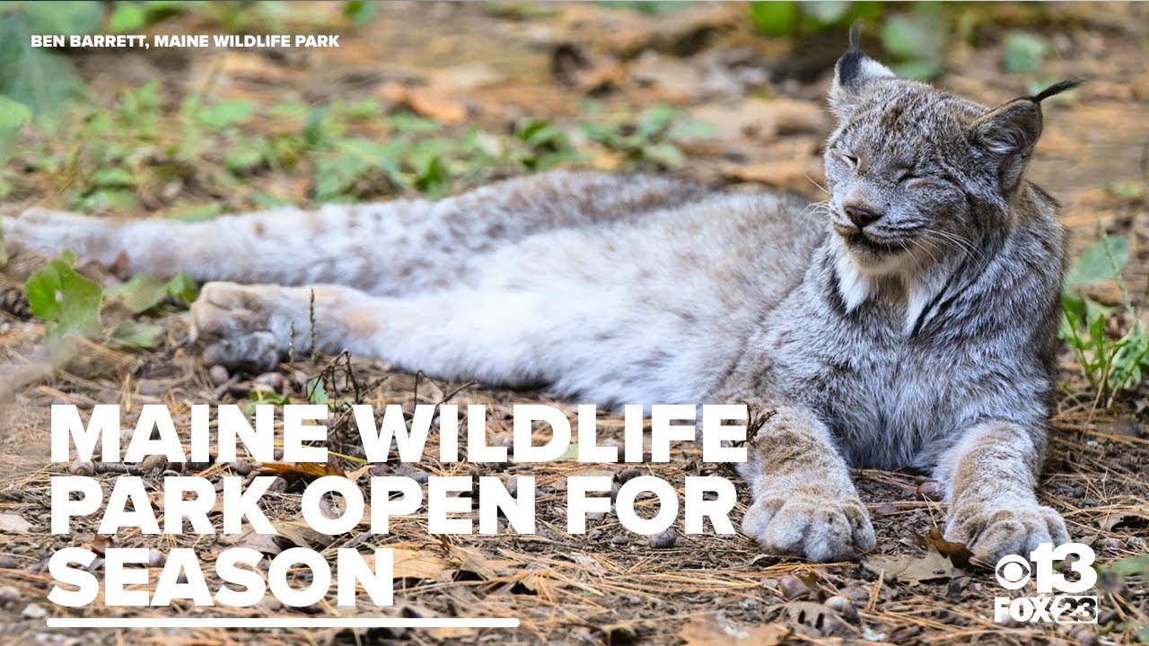Explore the Maine Wildlife Park this season