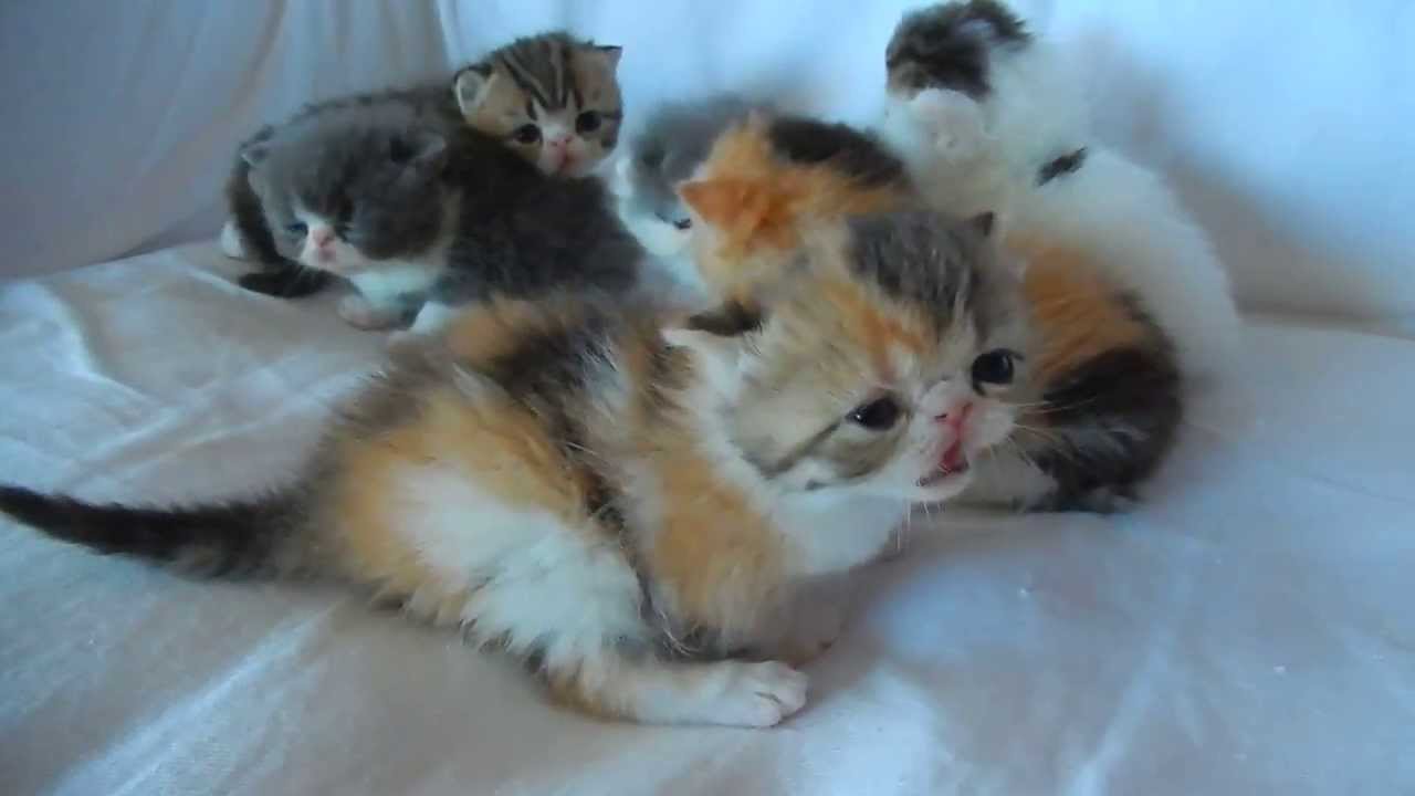 Exotic Shorthair Kittens 3 weeks old