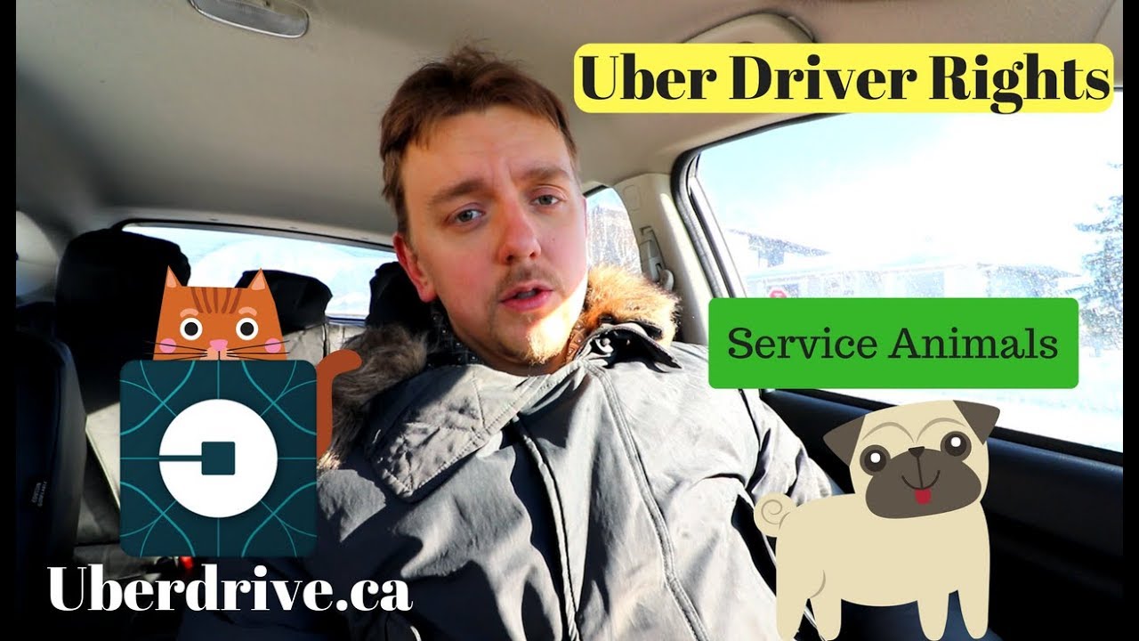 Uber Driver Rights, Dealing With Pets, Service Animals.