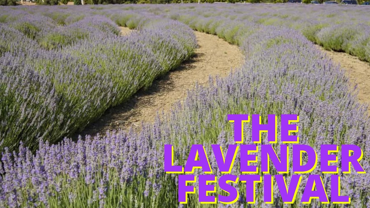 Lavender Festival 2022- Cherry Valley , CA