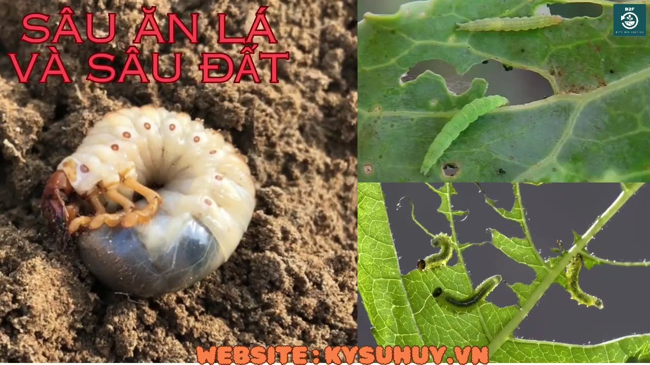 NẤM 3 M&Agrave;U CHUY&Ecirc;N TRỊ NHỆN ĐỎ, S&Acirc;U ĂN L&Aacute; - 0776.400.038 #nam3mau