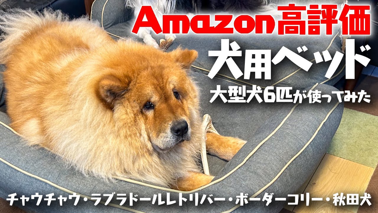 Amazonで人気の犬用ベッドを大型犬6匹が使った反応【チャウチャウ・秋田犬・ボーダーコリー・ラブラドールレトリバー】【多頭飼い】