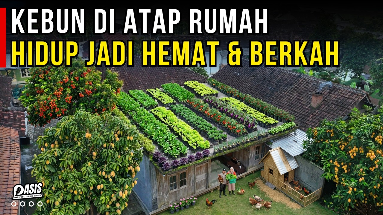 UBAH LAHAN SEMPIT DI ATAS ATAP RUMAH JADI KEBUN SAYUR KELUARGA HIDUP JADI HEMAT | CERITA USAHA
