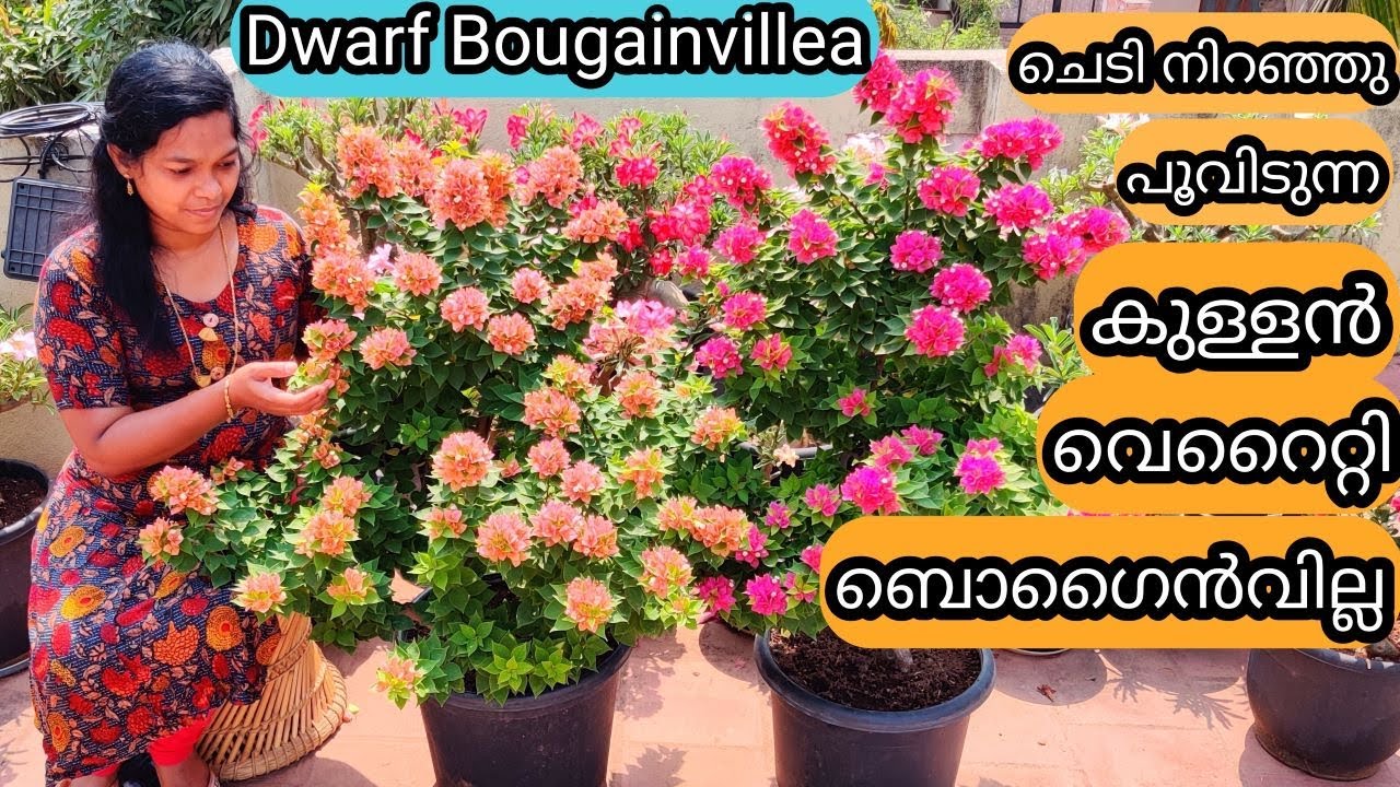 Dwarf / Miniature Bougainvillea Complete Care | ചെടി നിറഞ്ഞു പൂവിടുന്ന കുള്ളൻ ബൊഗൈൻവില്ല വെറൈറ്റി