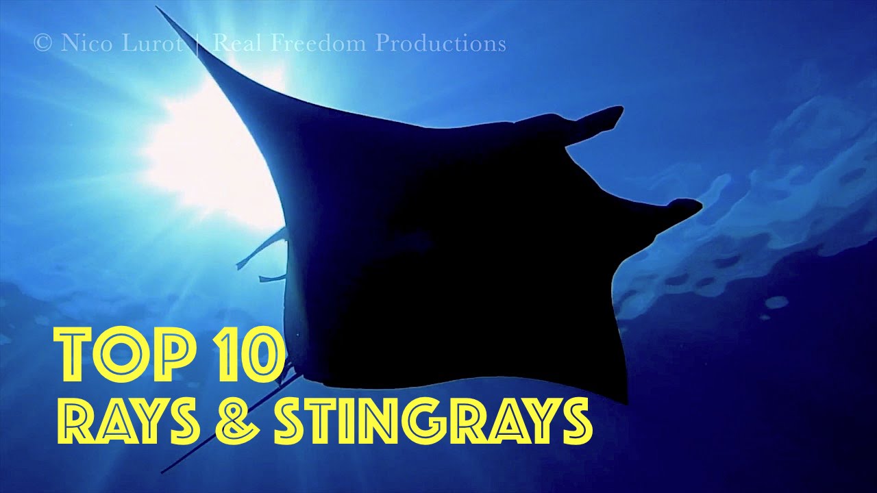 TOP 10 Rays & Sting Rays HD