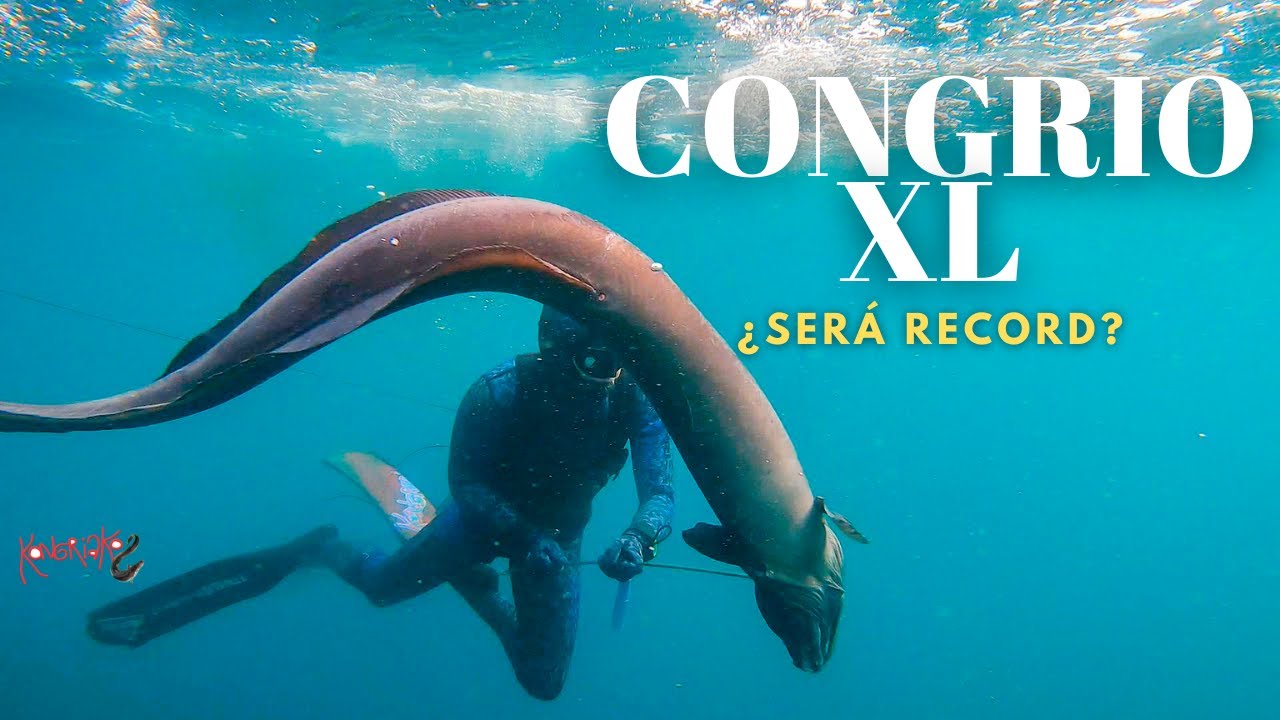 ⚠️CONGRIO XL🔥¿RECORD PERSONAL? ✅Lubina 2.5 kg [PESCA SUBMARINA]
