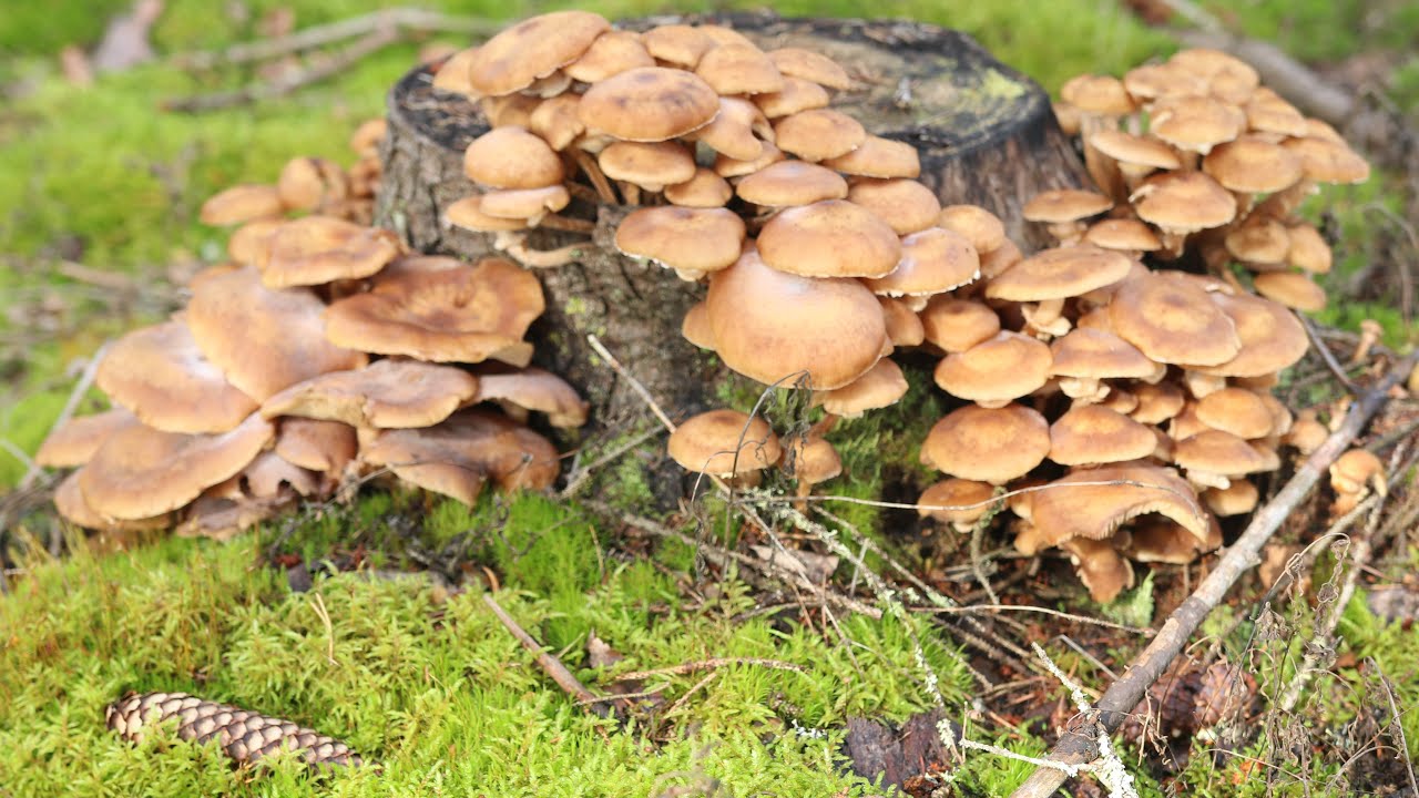SIENESTYS | Mesisieni