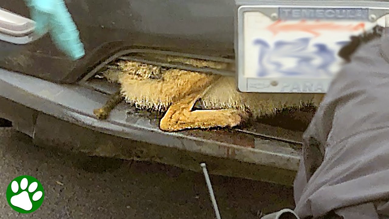 Kojote steckt im K&uuml;hlergrill eines Autos fest 😲