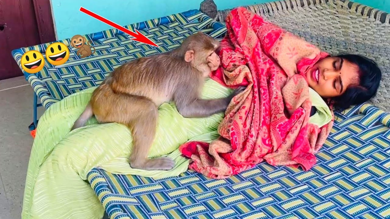 बाबू बहुत मस्तीखोर हो गया है😃😃🐒 | Babu Funniest Moments🤣🤣🐒 | Monkey Funny Videos | Feeding Monkeys