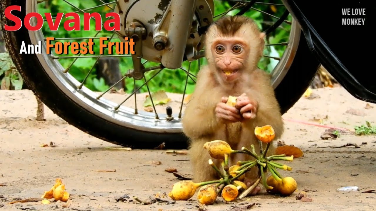 Abandoned Baby Monkey Sovana Learning to Eat Forest Fruit Instead of Rice And Chicken Leg From Today