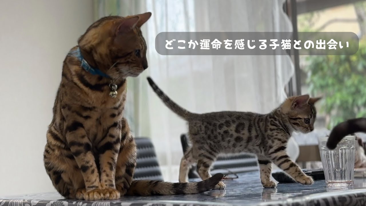 運命を感じるベンガルの子猫と出会いました
