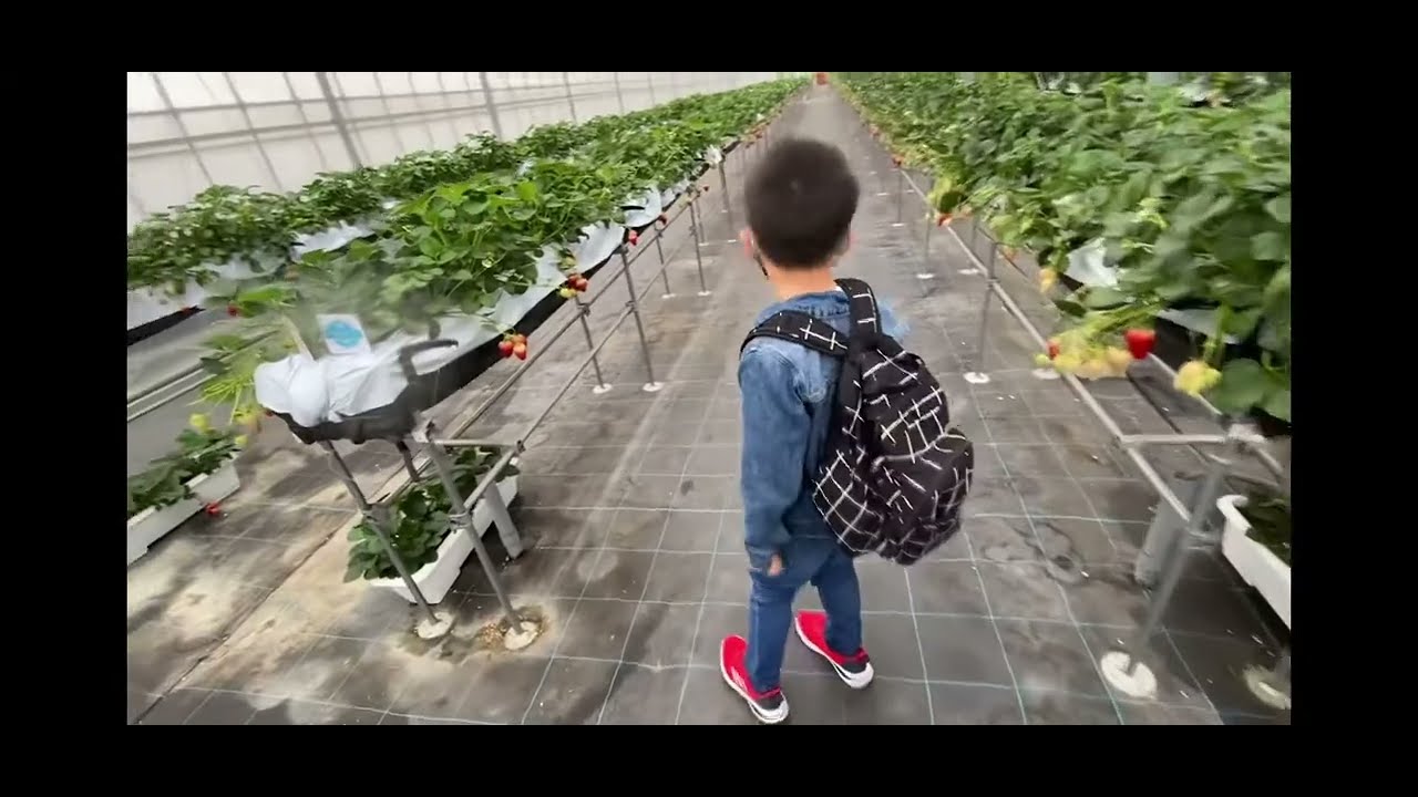 1st strawberry picking namin ni bigboy with ate Marsha.