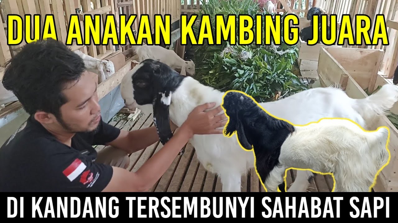 Dua Anakan Kambing Juara di Kandang Tersembunyi Sahabat Sapi Farm