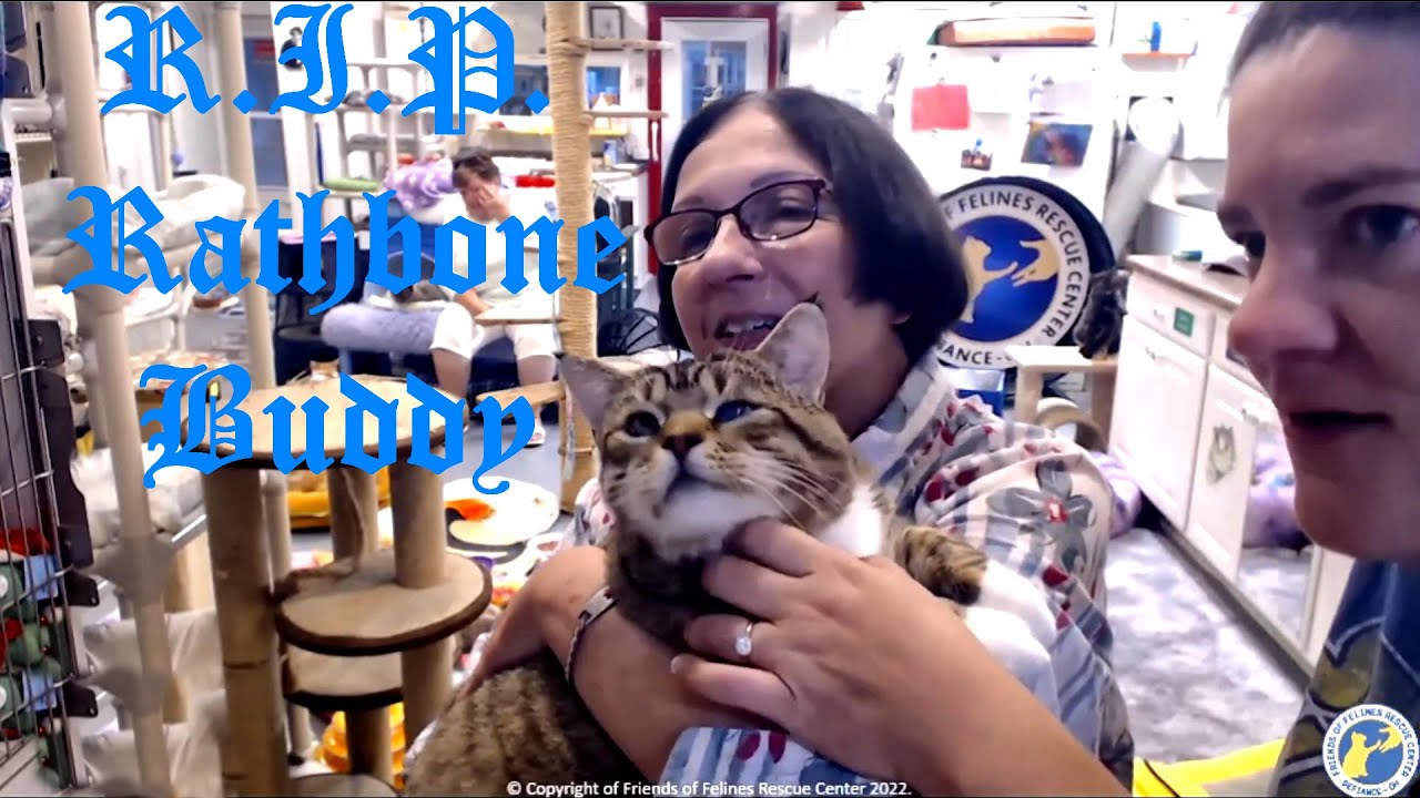 Rathbone - R.I.P. Buddy by StripeyD 07-31-2024 Friends of Felines Rescue Center (FFRC)