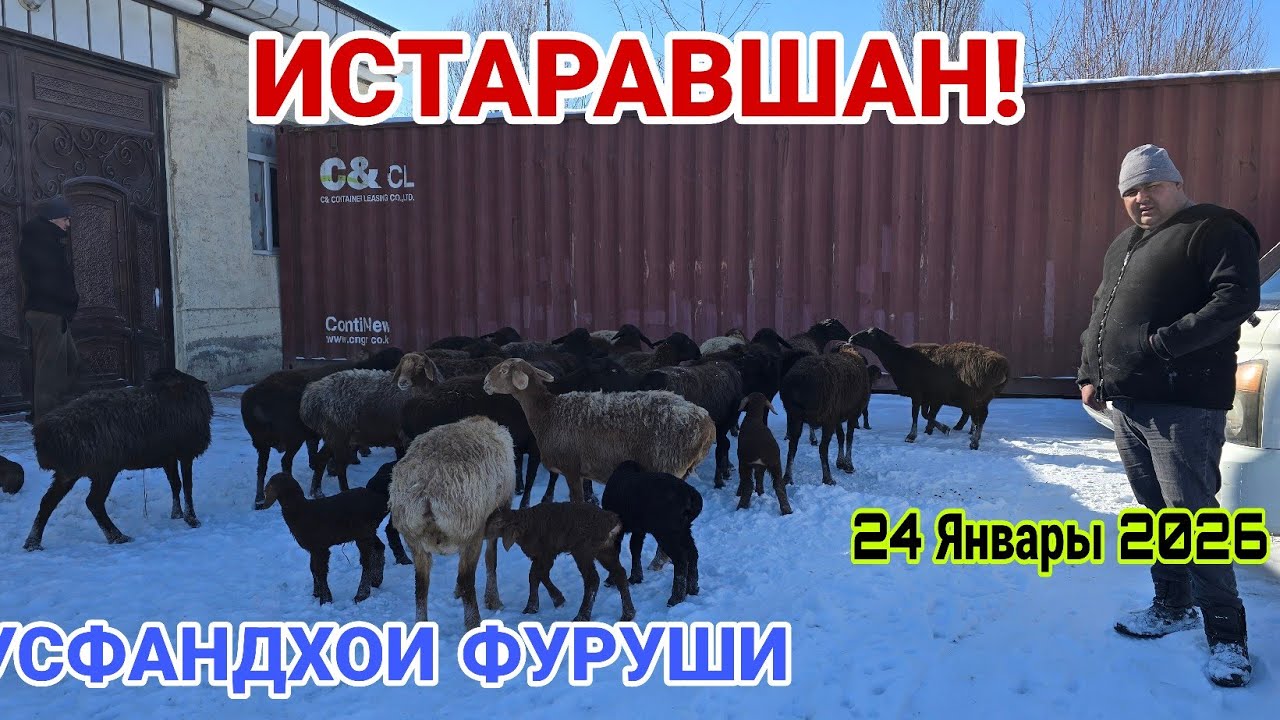 ИСТАРАВШАН! ГУСФАНДХОИ ФРУШИ ОЧА БАЧА..#rek #khujand #rekomendasi 