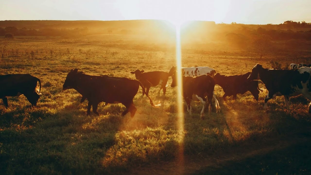 Cattle on a 1000 Hills #gospelrb #gospelmusic