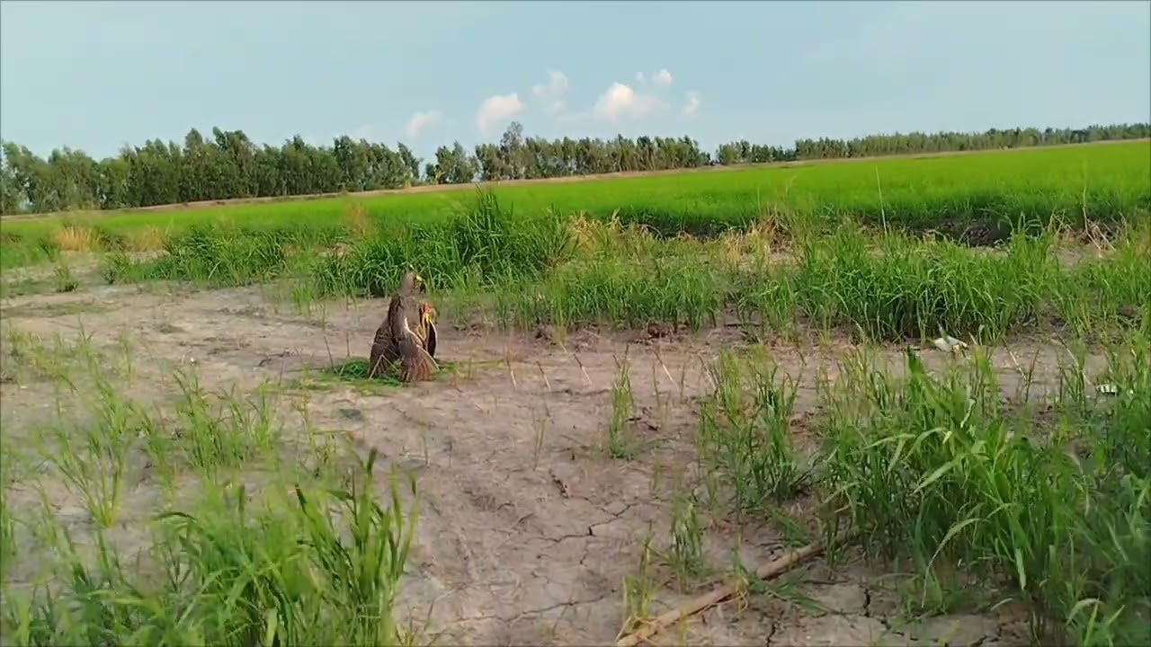 Bẩy cúm núm 2024...bổi 05...chúc cả nhà xem clip vvẻ