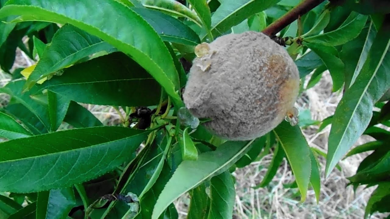 hongo de los frutos( Monilinia fruticola )