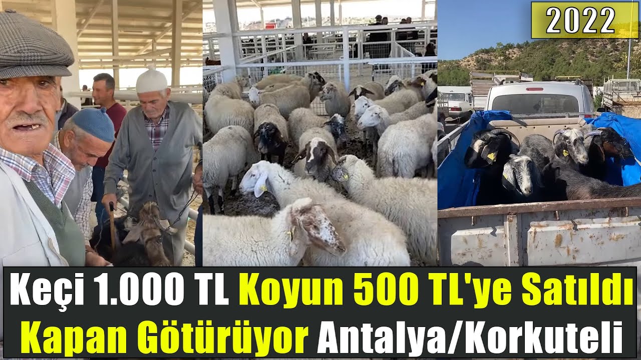 Güncel | Keçi 1.000 TL Koyun 500 TL'ye Satıldı Kapan Götürüyor | Antalya Korkuteli Hayvan Pazarı
