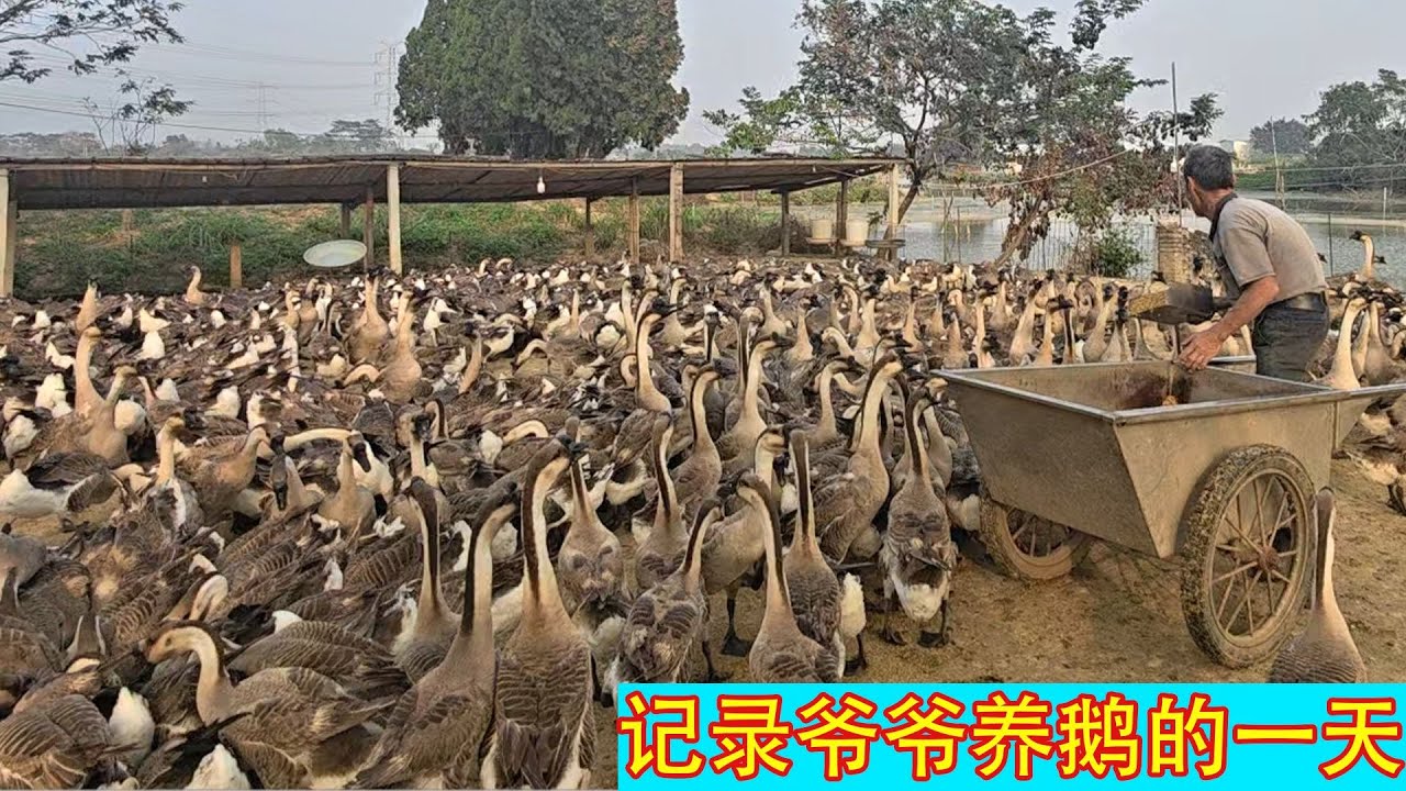 沉浸式养鹅👴🏻🪿记录哈基爷的一天！【开箱嘤嘤怪】