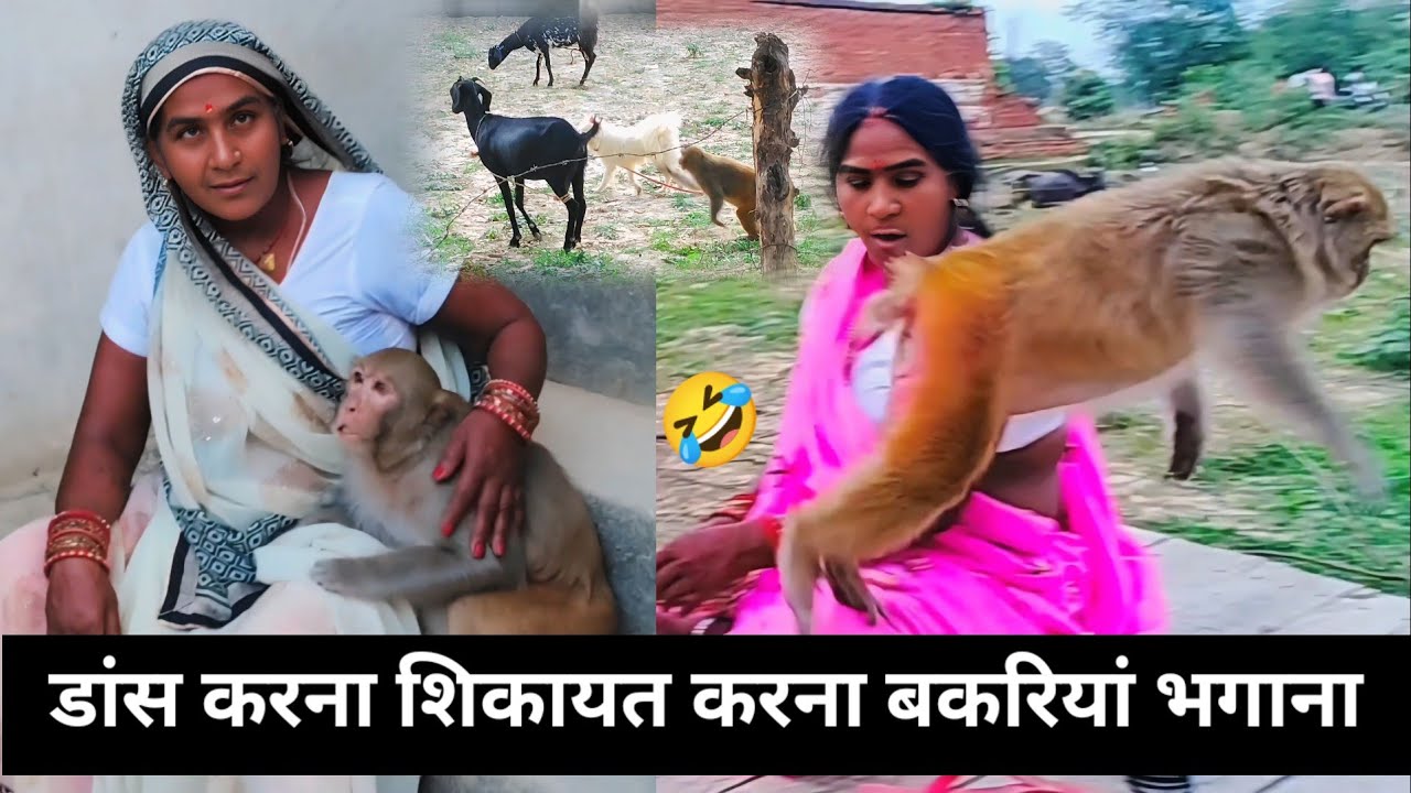 मंकी रानी डांस कैसे करती थी 🤣।। मंकी रानी शिकायत कैसे करती थी 🤣।। रानी बकरियां कैसे भागती थी 