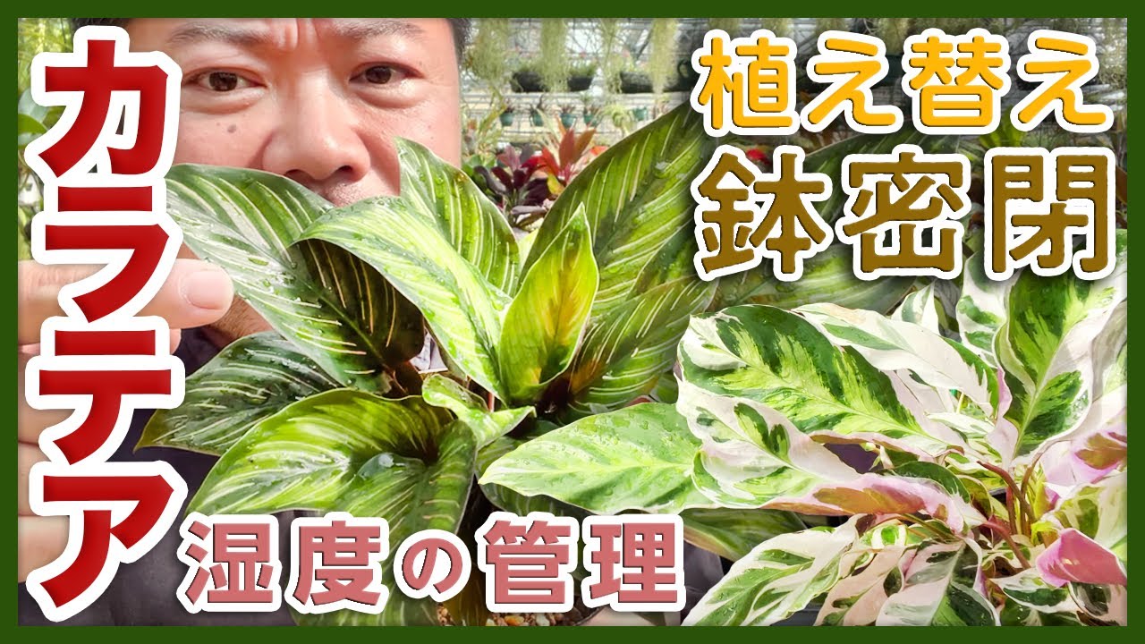 【観葉植物】葉模様が美しいカラテア　植え替えのコツと【鉢密閉】で湿度を高める