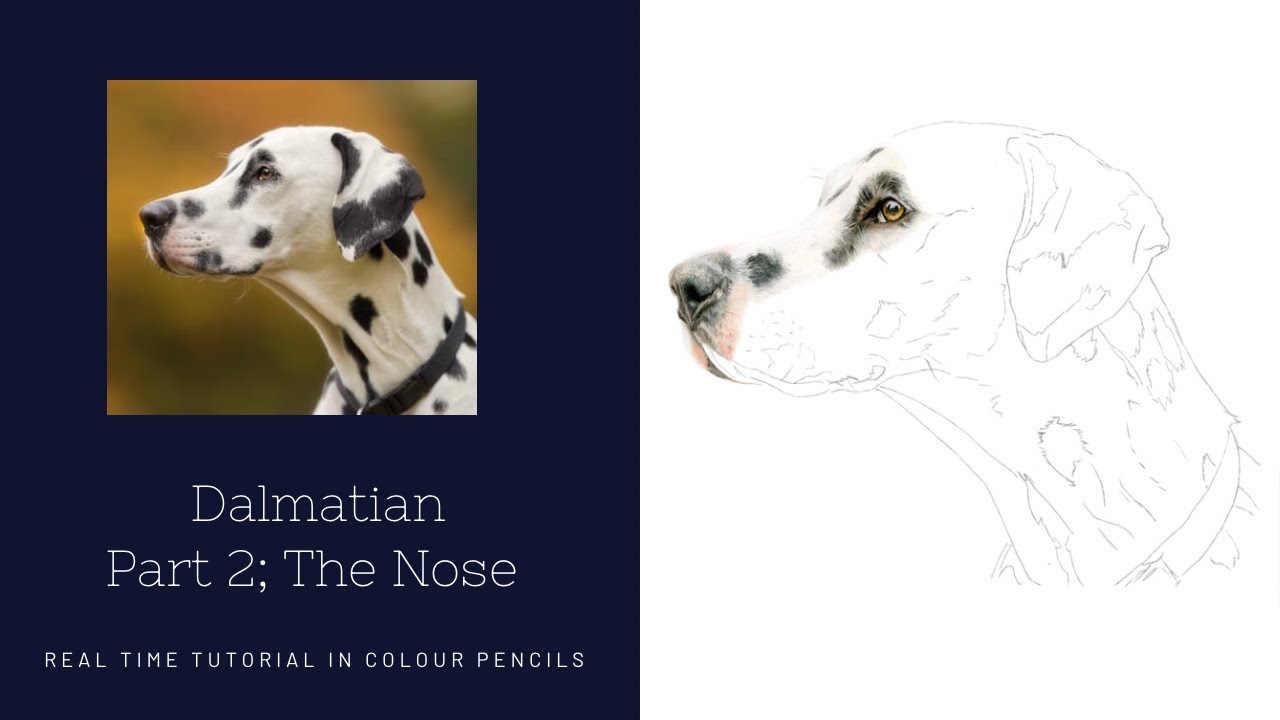 How to Draw a Realistic Dalmatian in Colour Pencils | Real Time Tutorial | Part 2 The Nose