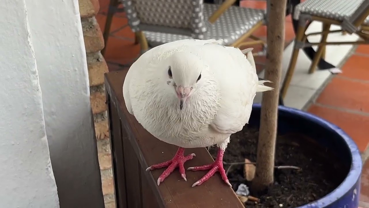 The Pigeon fly down when he see  me / February 4th in shit Weather Bird juses eyes to talk 