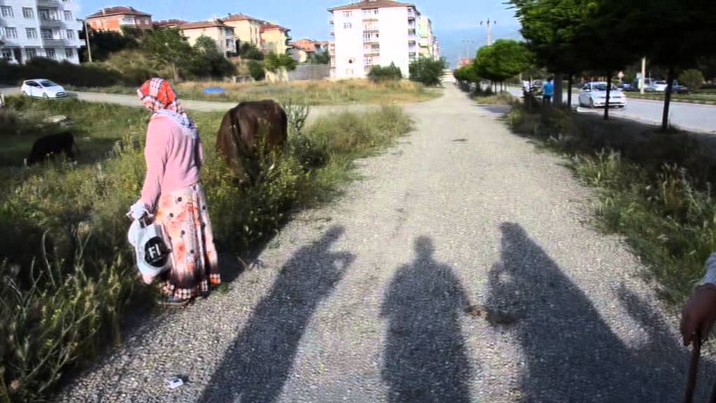 Tosya'da Se&ccedil;im G&uuml;n&uuml; Trafik Polisi İneğe &Ccedil;arptı(www.tosyahaberler.com)