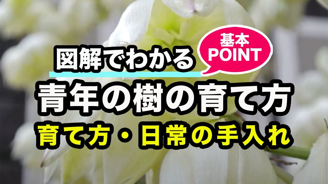 青年の樹の育て方（別名：ユッカ）カインズ植物図鑑