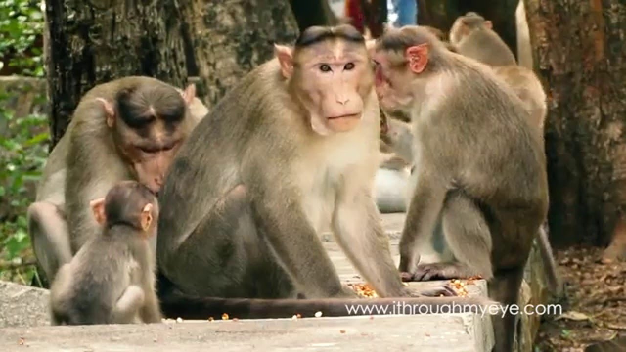 Bonnet Macaque Family Enjoying Food