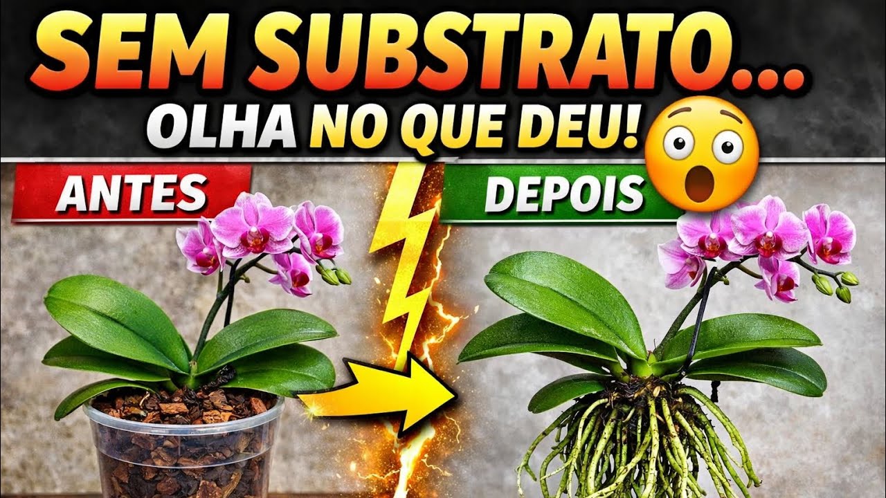 PARE de usar SUBSTRATO na PHALAENOPSIS. Veja isso!!!