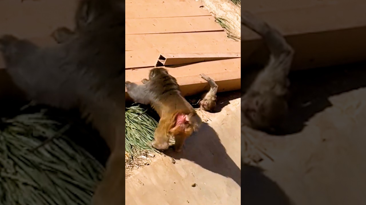 He was trapped under the wood&hellip; then this happened #rescue #monkey #animals