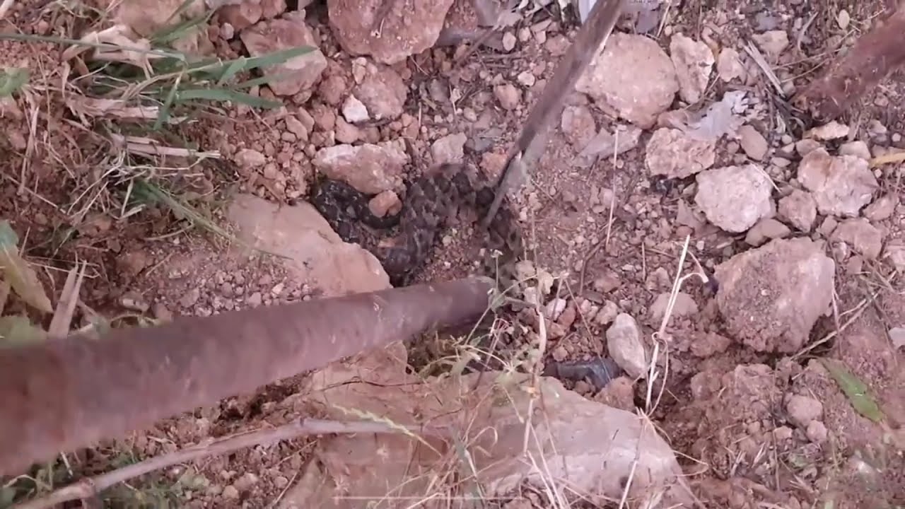 صيد افعى سامة جدا قرية خربثا بني حارث