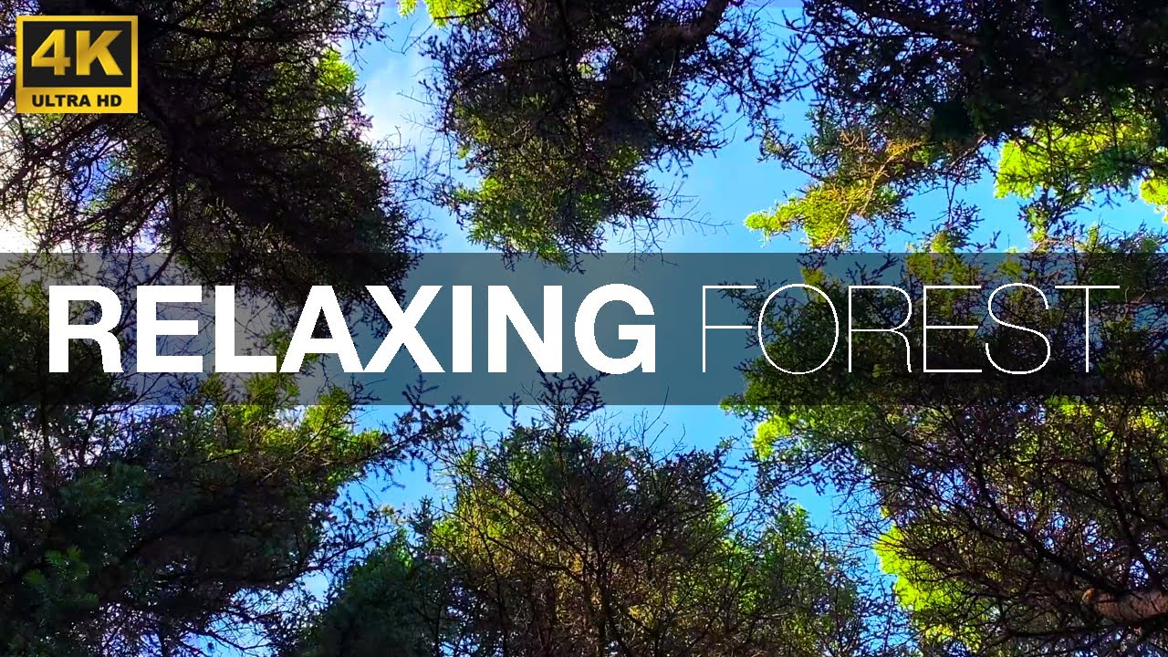 Relaxing Forest – Calm music for sleeping, studying, meditation, and stress relief 🌲