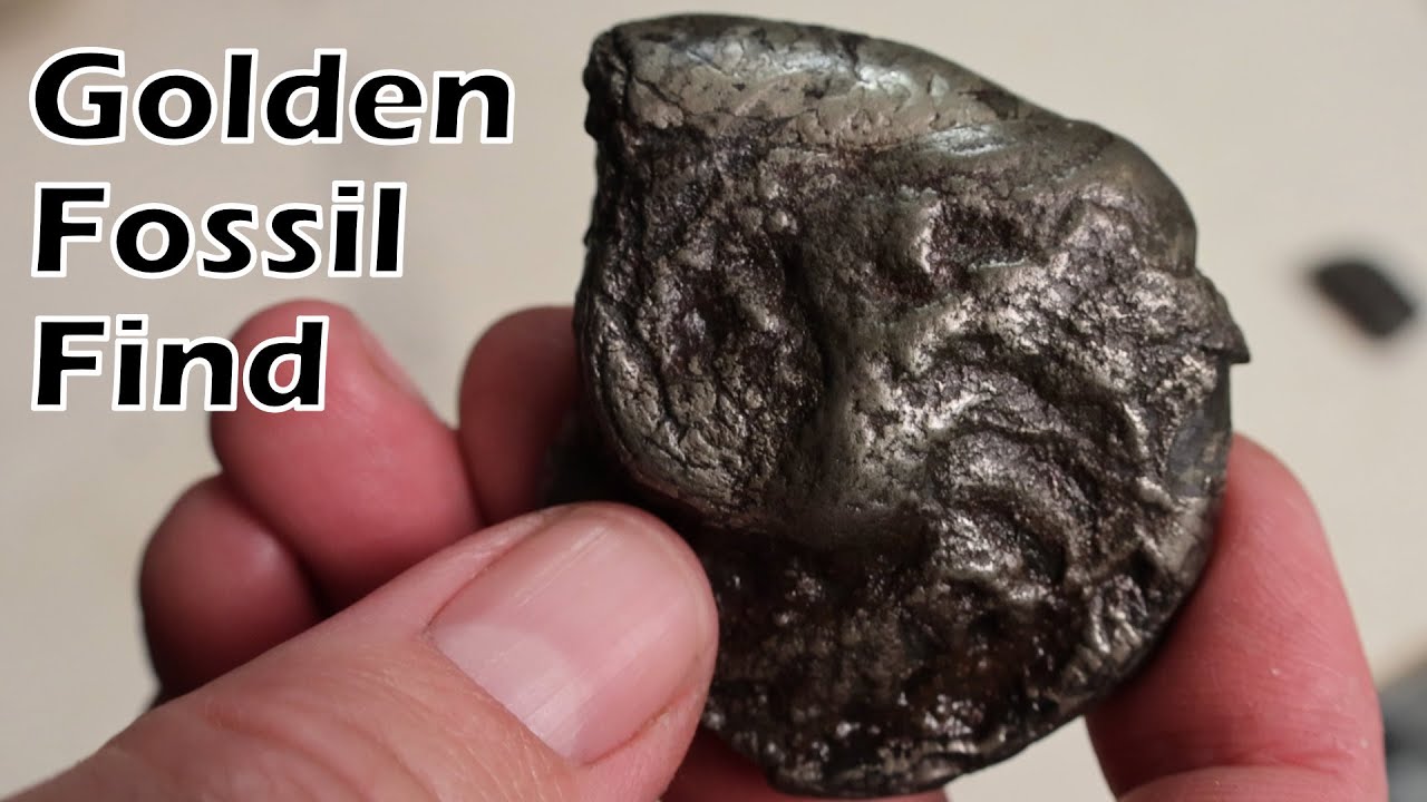 FInding and polishing golden fossils in New Zealand