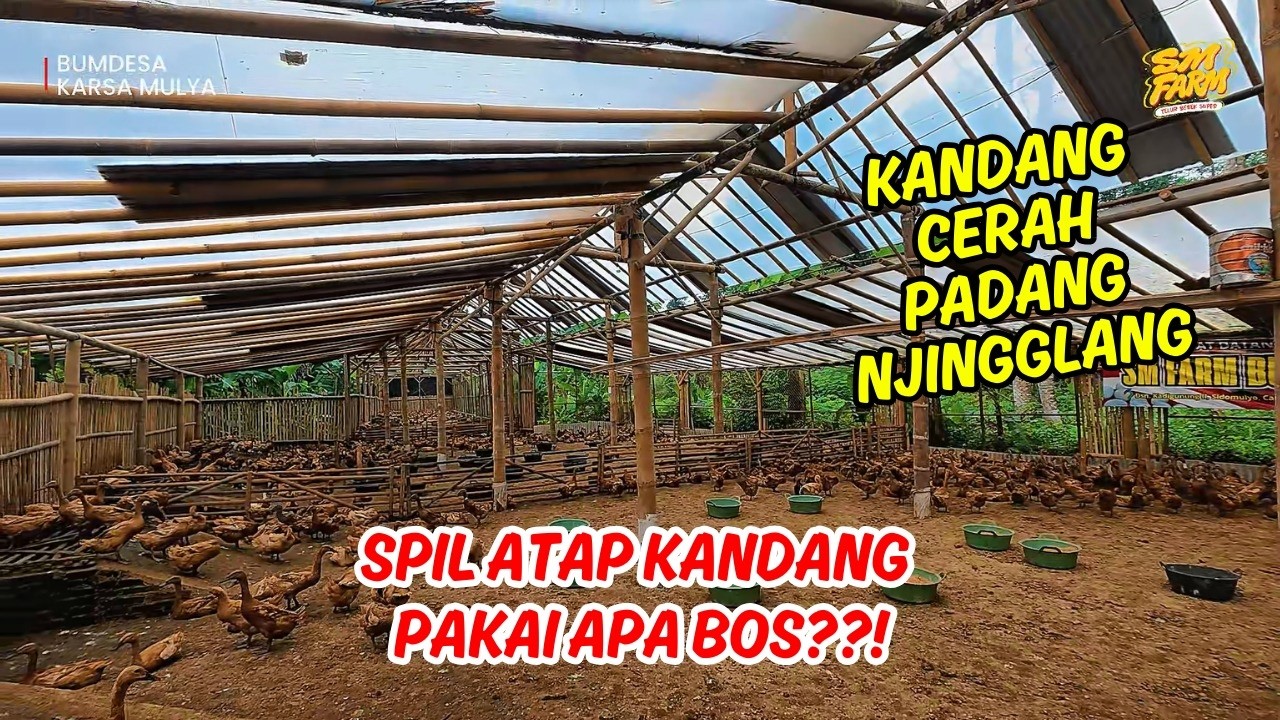 SPILL ATAP KANDANG BEBEK PETELUR PAKAI APA BOS??!! KOK CERAH TIDAK GELAP. MANTAP, TELUR NAIK TERUS.