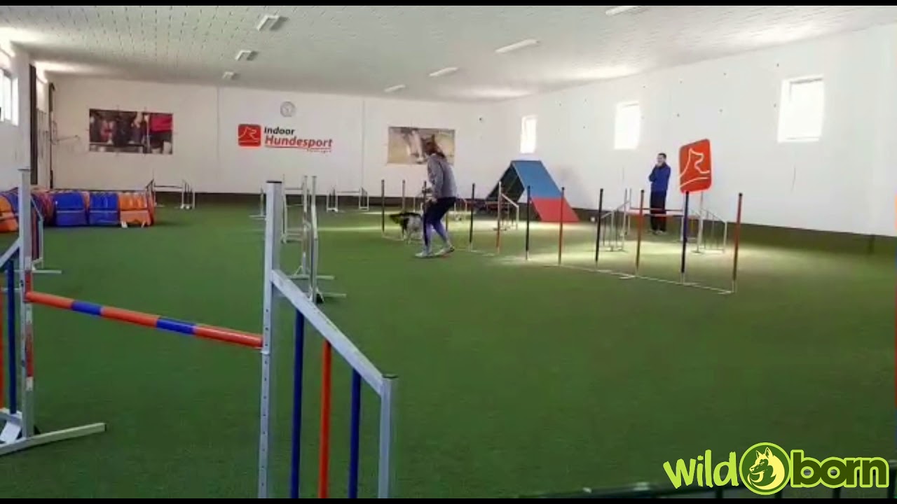 Agility-Training mit Dieter Heinrich - Susi & Bailey / Apr.2018