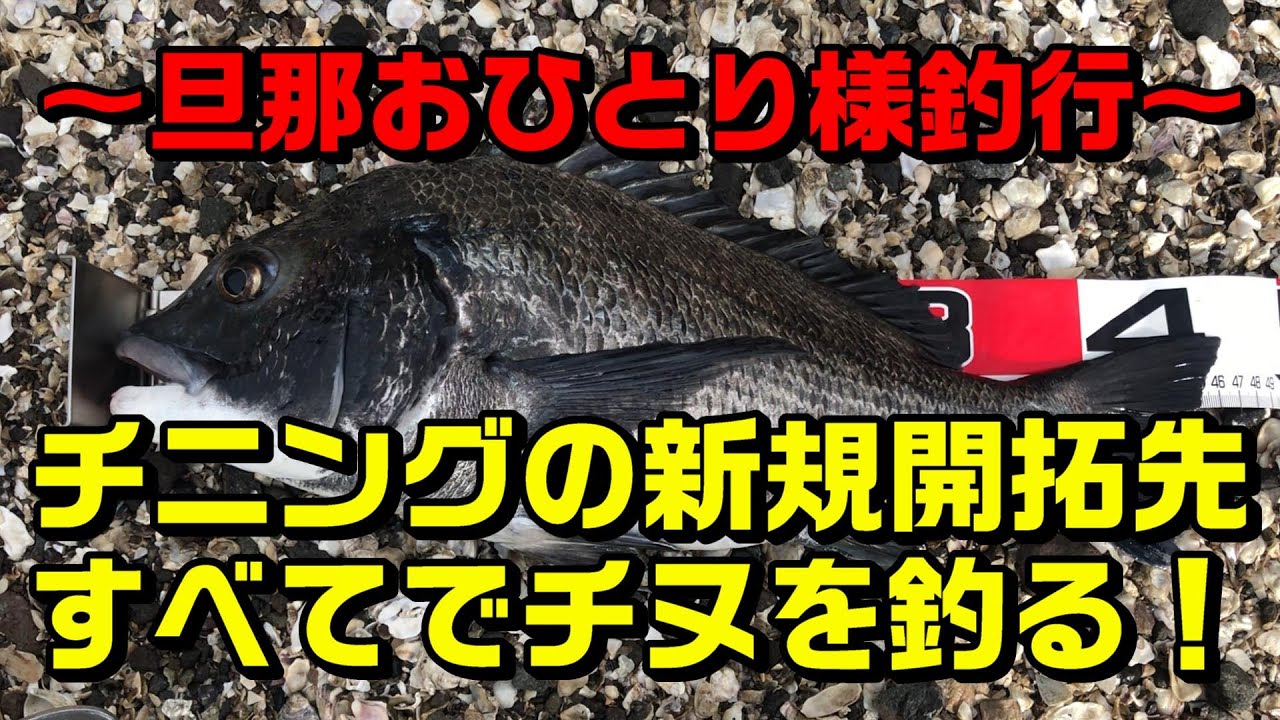 【チニング】新規開拓先のすべてでチヌが釣れた