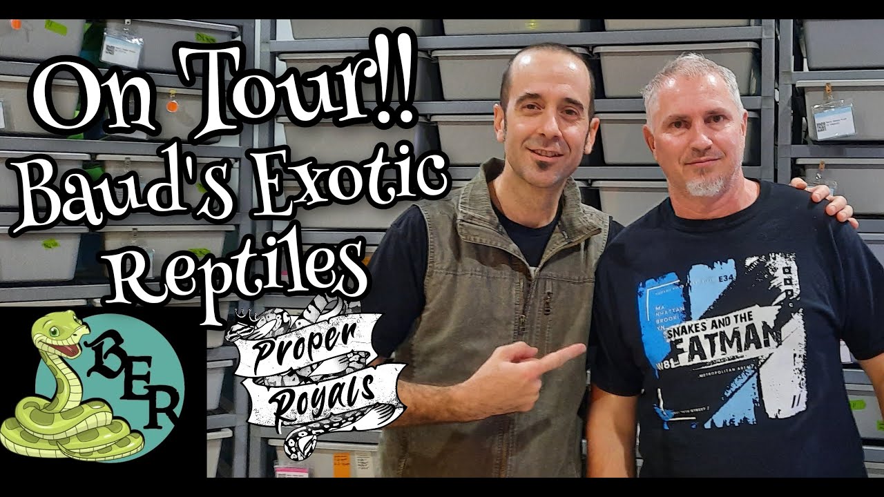 Ball Pythons On Tour - Baud's Exotic Reptiles!!  Facility Tour and Animal Show