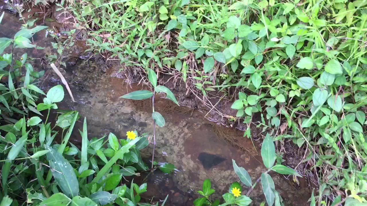 Nemacheilus fasciatus in the wild