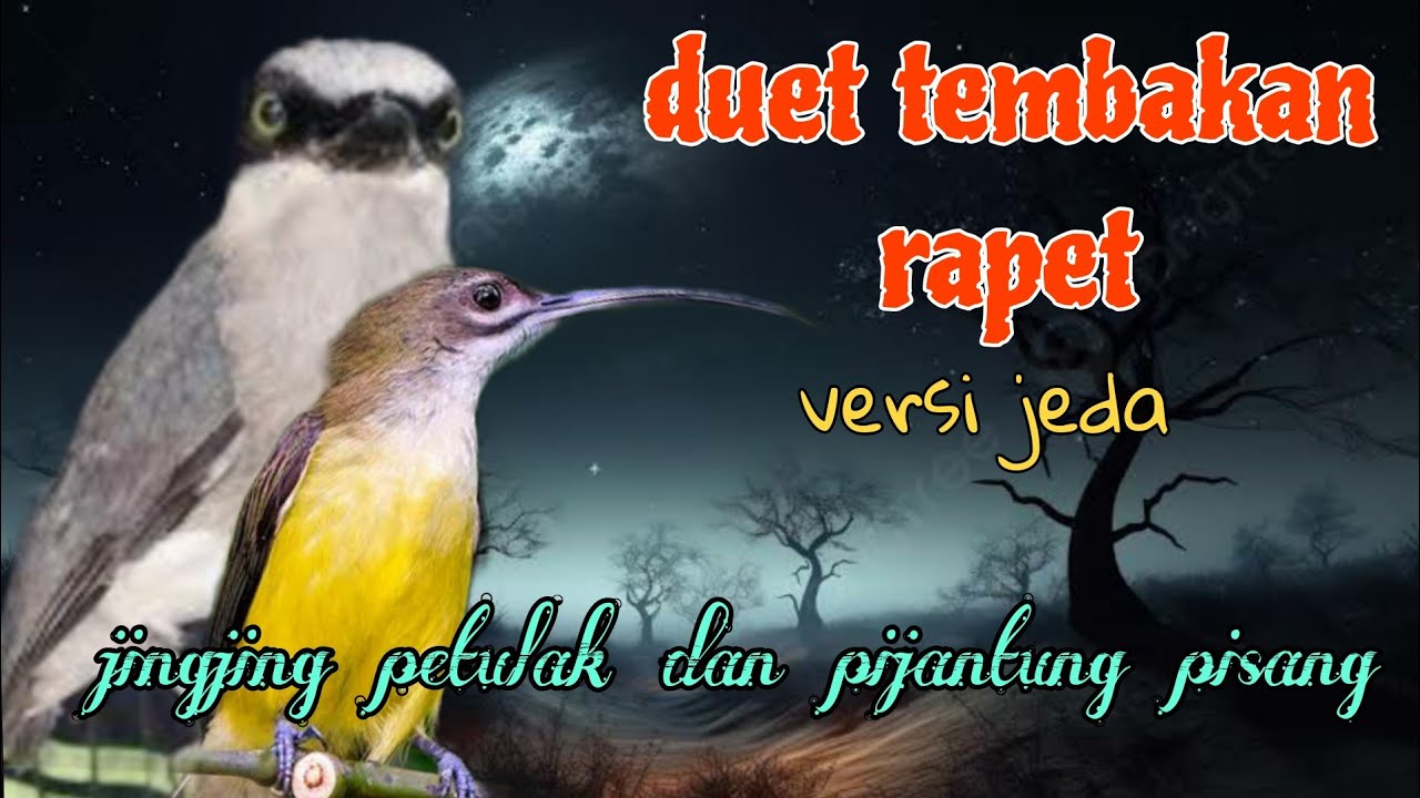 Duet tembakan rapet 🔥🔥 jingjing petulak dan pijantung pisang