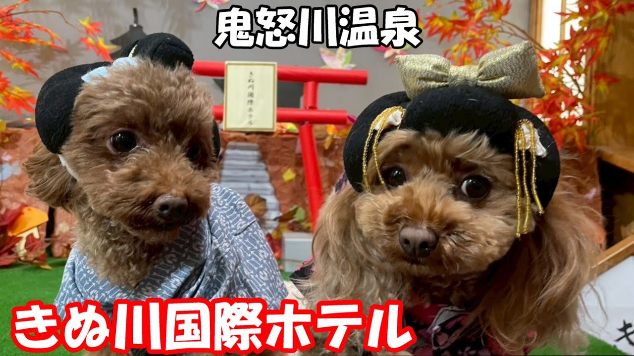 【鬼怒川温泉 きぬ川国際ホテル】 お部屋も、ごはんも、お風呂も一緒！ ３つのドッグランを持つ愛犬の宿「半露天風呂付・特別和洋室 磐梯」へ宿泊！ ワンコと栃木県日光・鬼怒川を巡る二泊三日の旅  第二弾