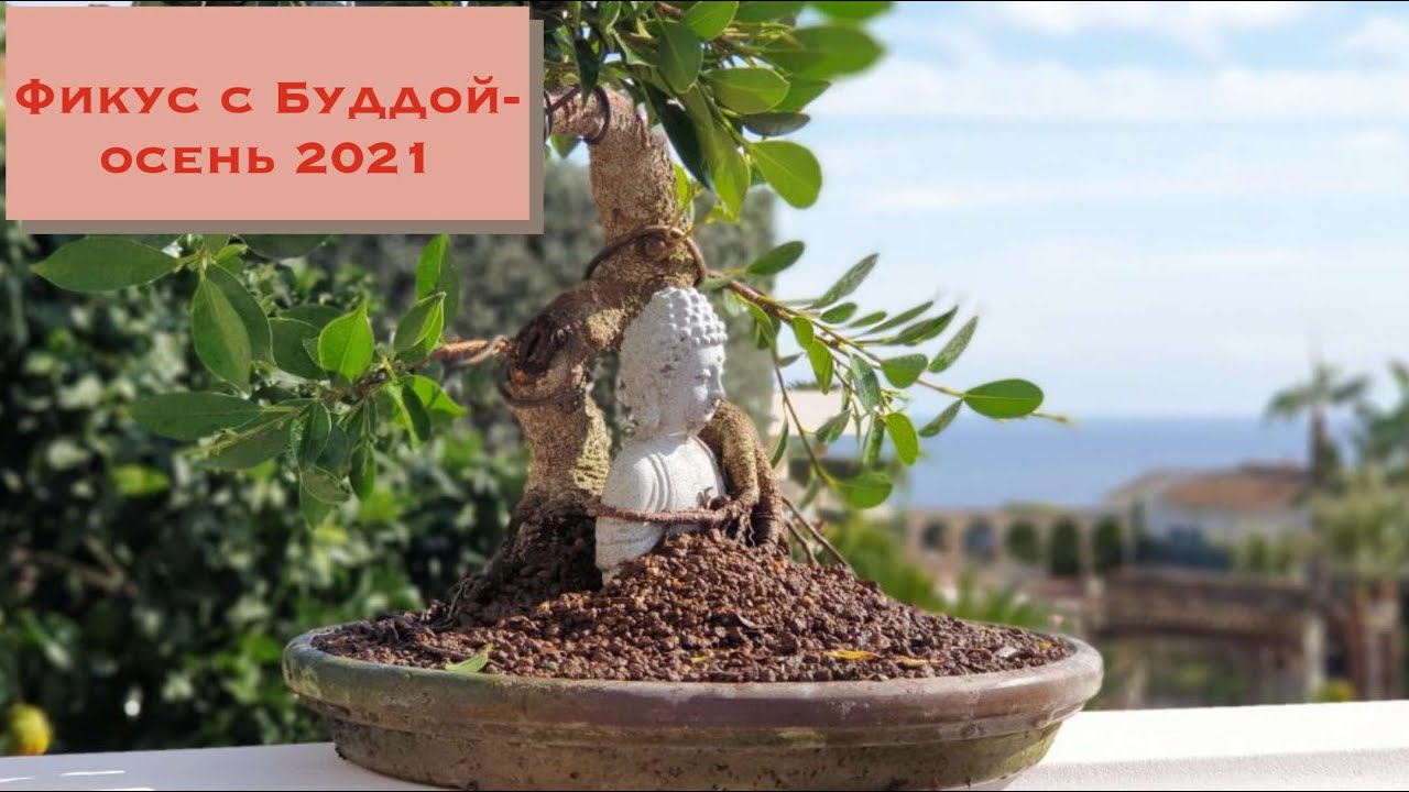 Фикус с Буддой - продолжение. Бонсай фикус ретуса вариация тайгербак (Retusa var. tigerbark)