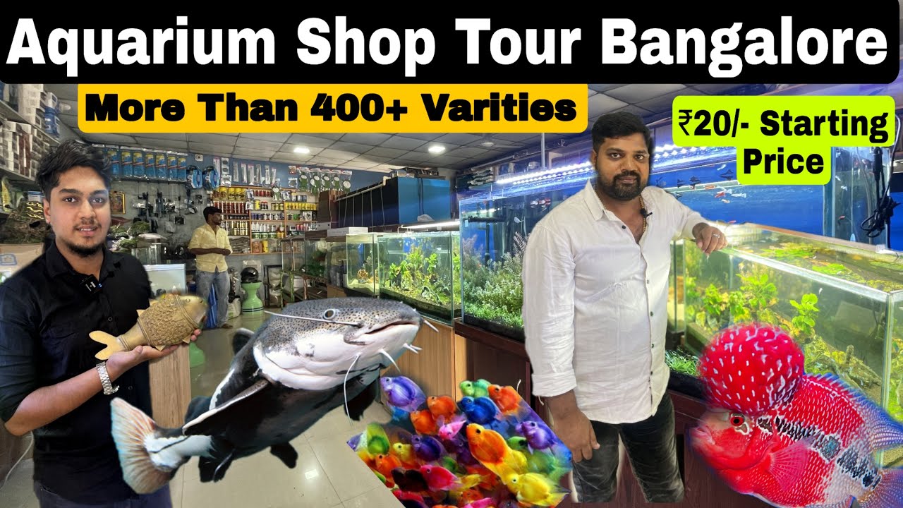 Biggest Fish Aquarium Shop In Bangalore || New King Aquarium || ಆಮದು ಮಾಡಿದ ಮೀನು ಲಭ್ಯವಿದೆ