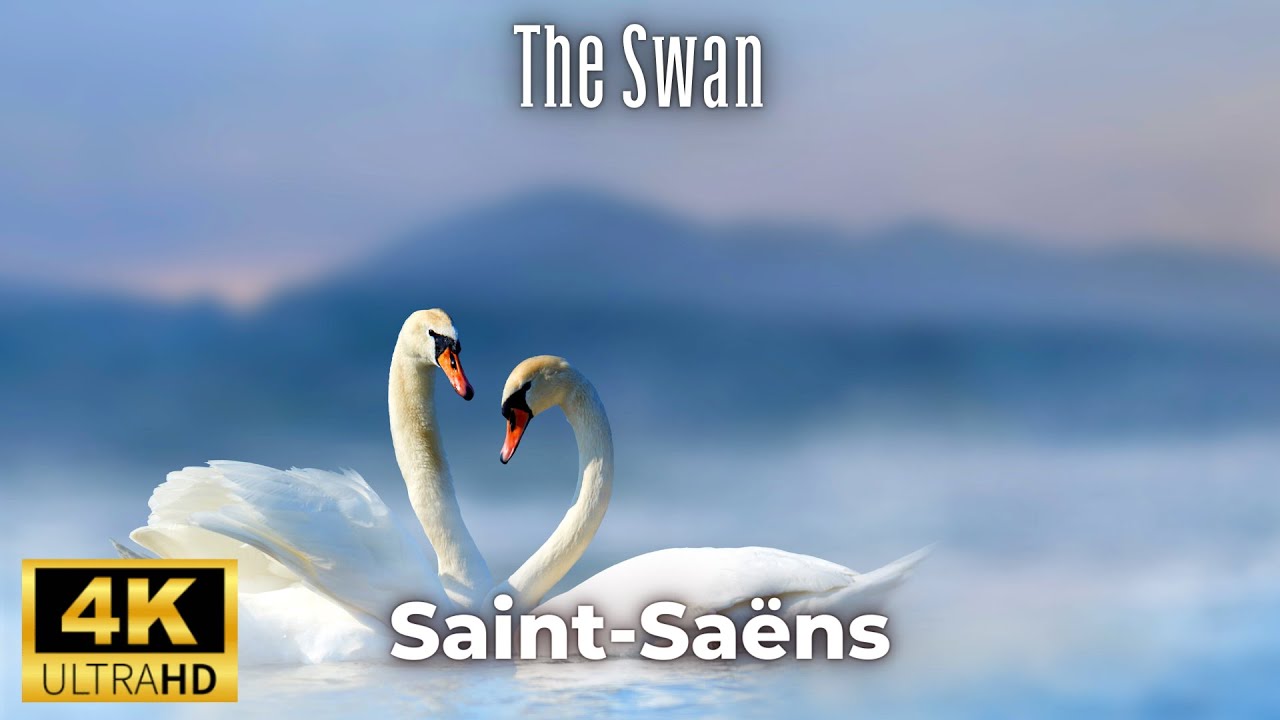 Сен-Санс – Лебедь (Le Cygne) | Изящное путешествие сквозь музыку и движение